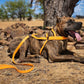 Mango Orange Dog Roading Harness