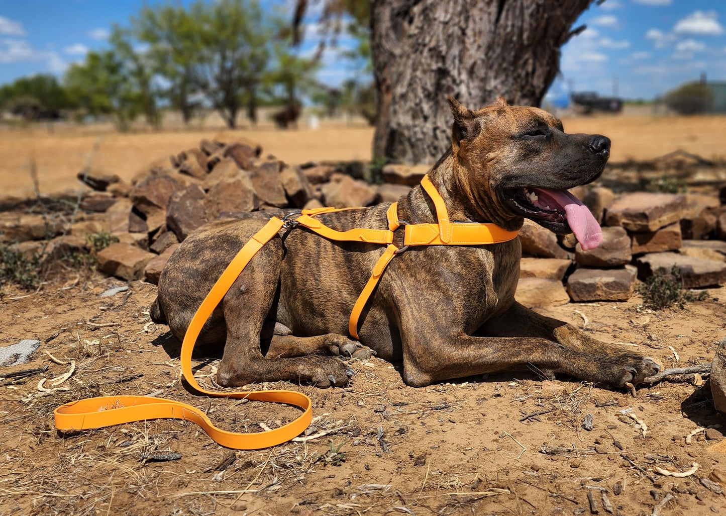 Mango Orange Dog Roading Harness