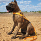 Mango Orange Dog Roading Harness