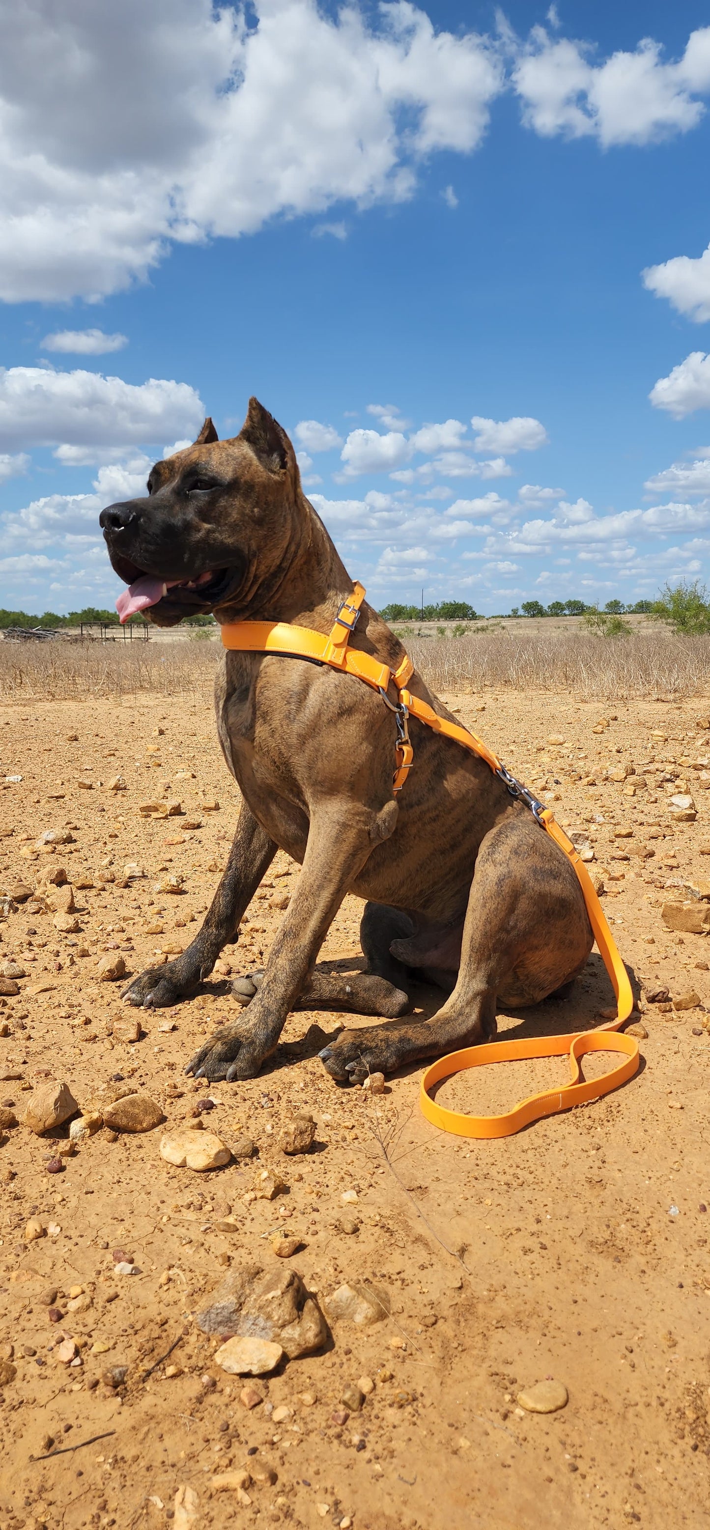 Mango Orange Dog Roading Harness