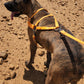 Mango Orange Dog Roading Harness