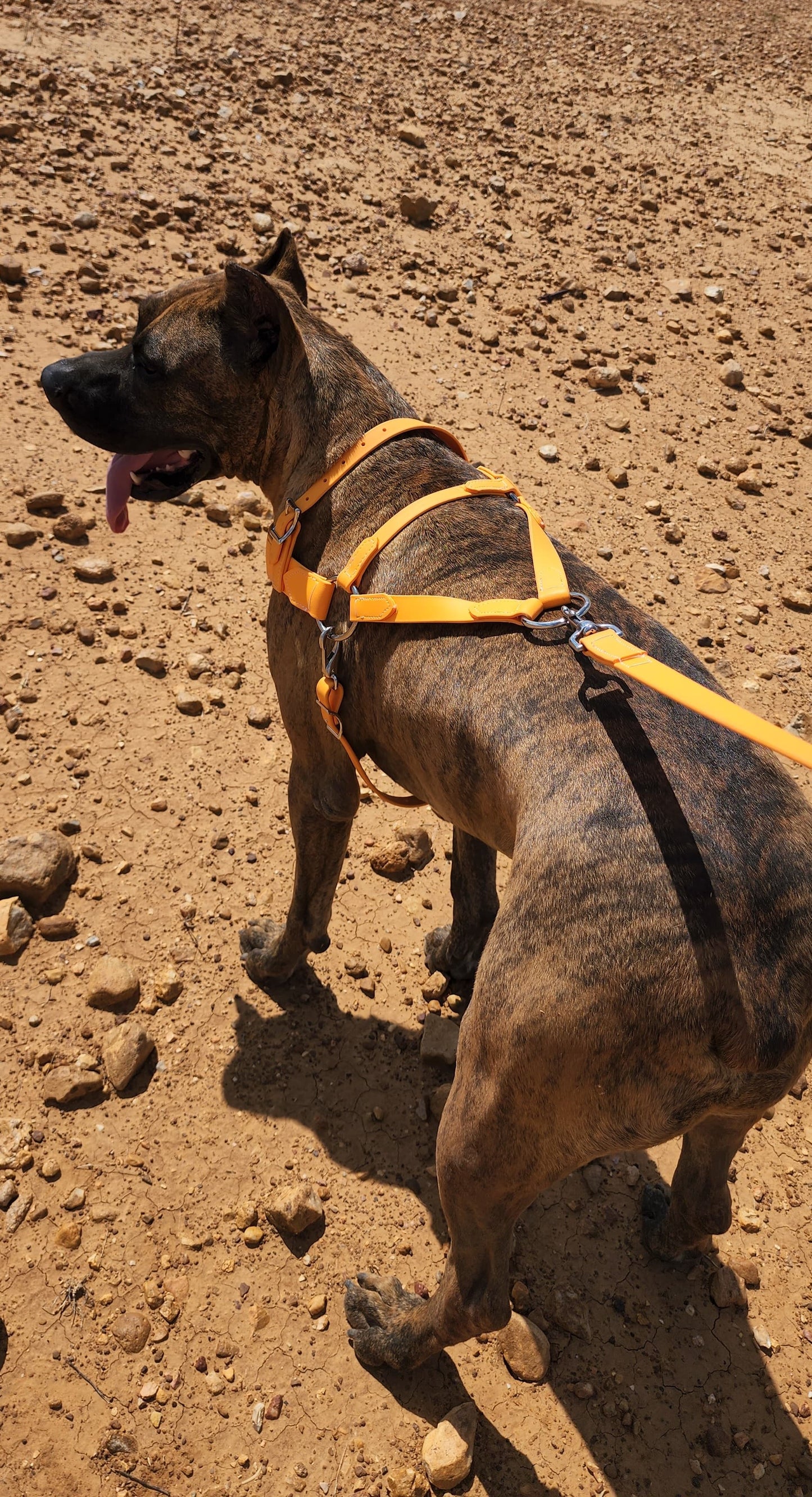 Mango Orange Dog Roading Harness