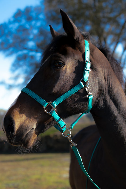 Teal Beta Biothane Halter